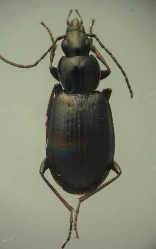 Réf. 276 222 : Agonum fuliginosum